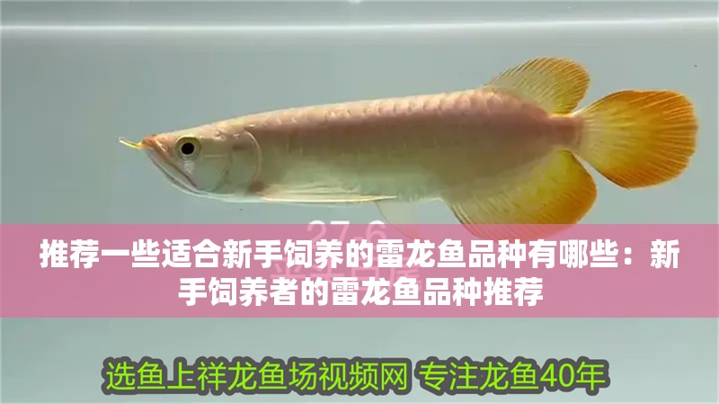 推薦一些適合新手飼養的雷龍魚品種有哪些：新手飼養者的雷龍魚品種推薦