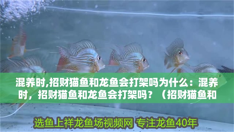 混養時,招財貓魚和龍魚會打架嗎為什么：混養時，招財貓魚和龍魚會打架嗎？（招財貓魚和龍魚在混養時會發生沖突嗎？）