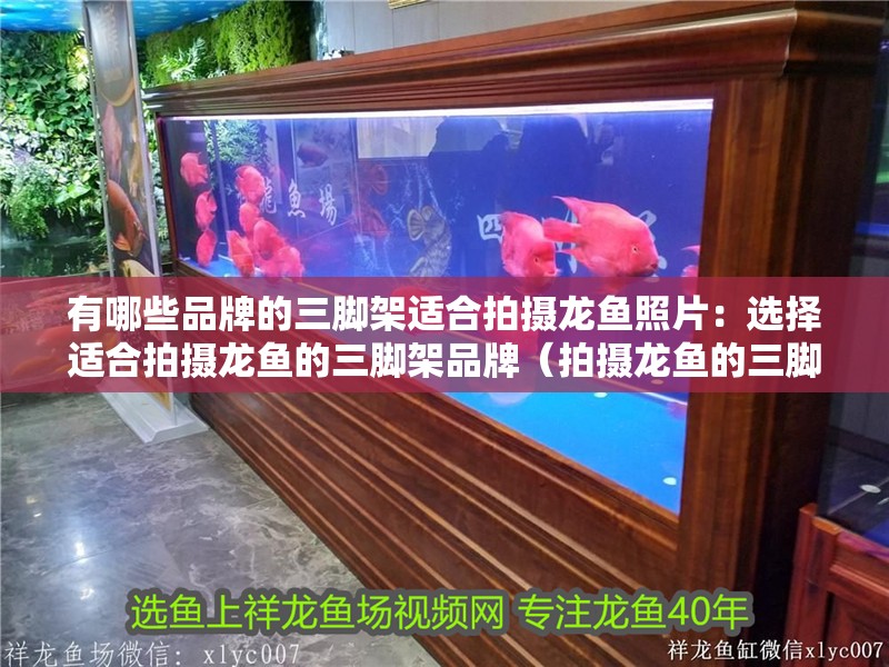 有哪些品牌的三腳架適合拍攝龍魚照片：選擇適合拍攝龍魚的三腳架品牌（拍攝龍魚的三腳架推薦）
