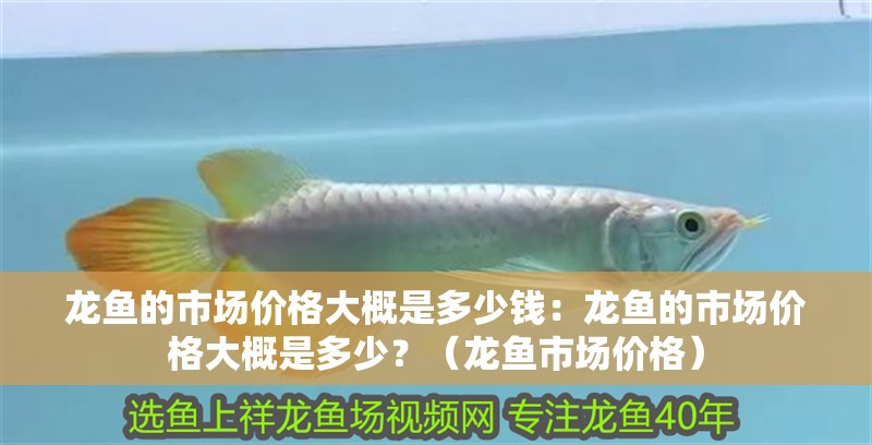 龍魚的市場價格大概是多少錢：龍魚的市場價格大概是多少？（龍魚市場價格）