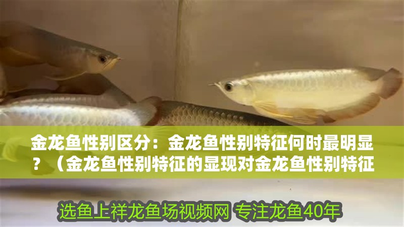 金龍魚性別區(qū)分：金龍魚性別特征何時最明顯？（金龍魚性別特征的顯現(xiàn)對金龍魚性別特征的顯現(xiàn)在以下幾個階段）
