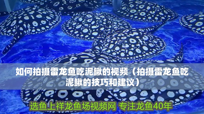 如何拍攝雷龍魚吃泥鰍的視頻（拍攝雷龍魚吃泥鰍的技巧和建議）