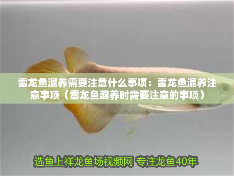 雷龍魚混養需要注意什么事項：雷龍魚混養注意事項（雷龍魚混養時需要注意的事項）