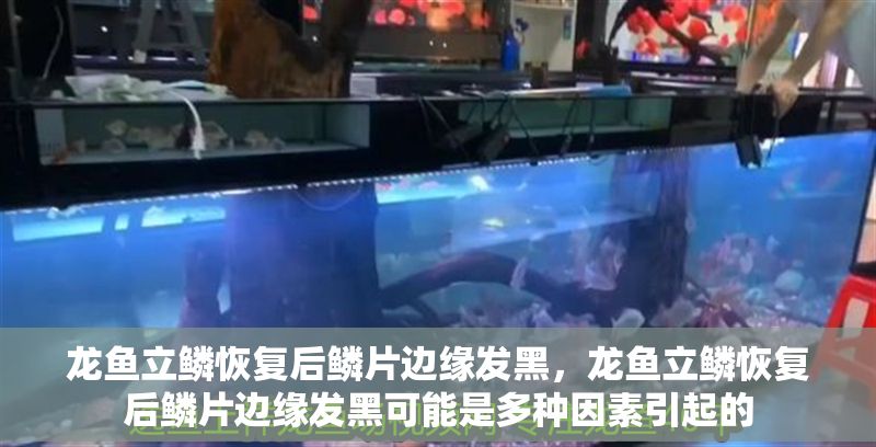 龍魚立鱗恢復后鱗片邊緣發黑，龍魚立鱗恢復后鱗片邊緣發黑可能是多種因素引起的
