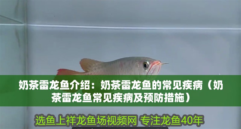 奶茶雷龍魚介紹：奶茶雷龍魚的常見疾?。滩枥堲~常見疾病及預防措施）