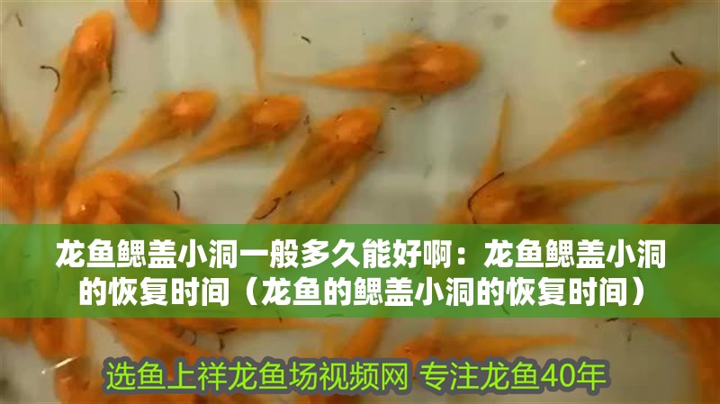 龍魚鰓蓋小洞一般多久能好啊：龍魚鰓蓋小洞的恢復時間（龍魚的鰓蓋小洞的恢復時間）
