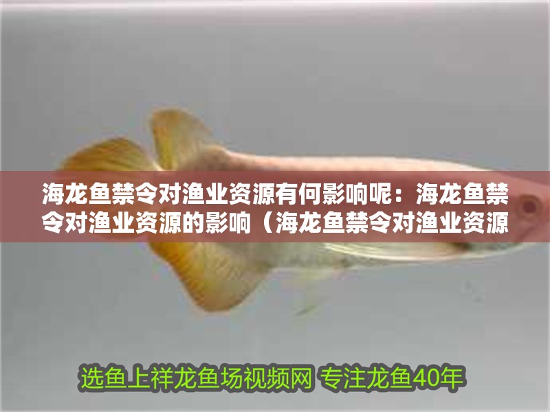 海龍魚禁令對漁業資源有何影響呢：海龍魚禁令對漁業資源的影響（海龍魚禁令對漁業資源的影響）