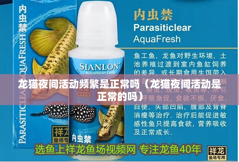 龍貓夜間活動頻繁是正常嗎（龍貓夜間活動是正常的嗎）