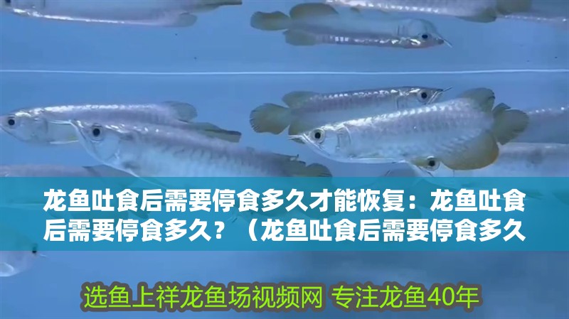 龍魚吐食后需要停食多久才能恢復：龍魚吐食后需要停食多久？（龍魚吐食后需要停食多久）