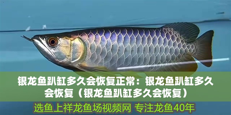 銀龍魚趴缸多久會恢復正常：銀龍魚趴缸多久會恢復（銀龍魚趴缸多久會恢復）