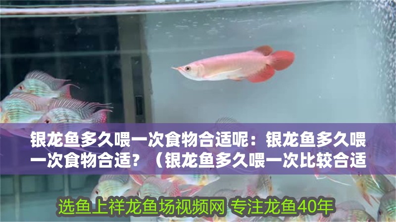 銀龍魚多久喂一次食物合適呢：銀龍魚多久喂一次食物合適？（銀龍魚多久喂一次比較合適）