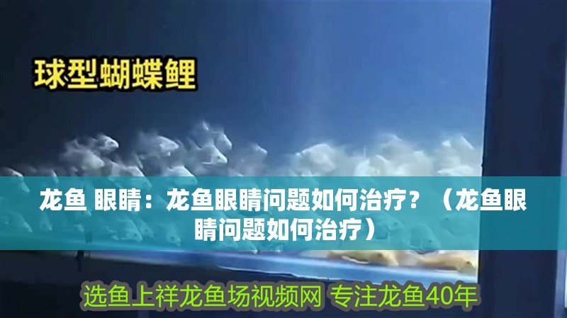 龍魚 眼睛：龍魚眼睛問題如何治療？（龍魚眼睛問題如何治療）