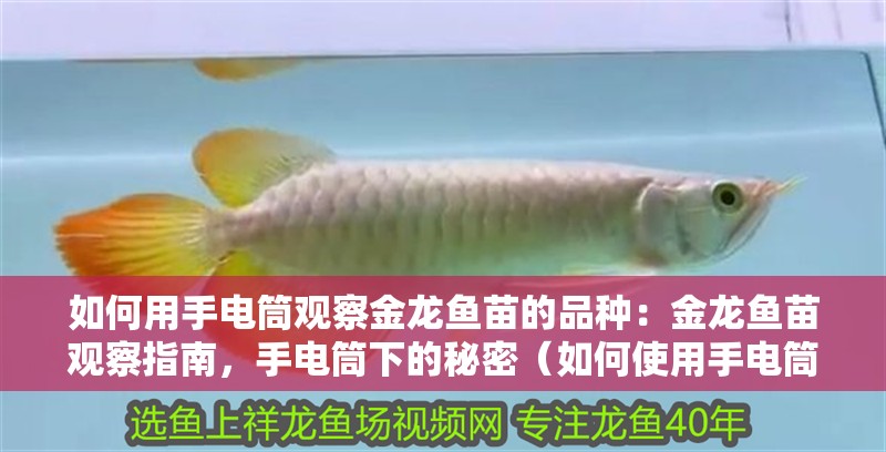 如何用手電筒觀察金龍魚苗的品種：金龍魚苗觀察指南，手電筒下的秘密（如何使用手電筒來觀察金龍魚苗）