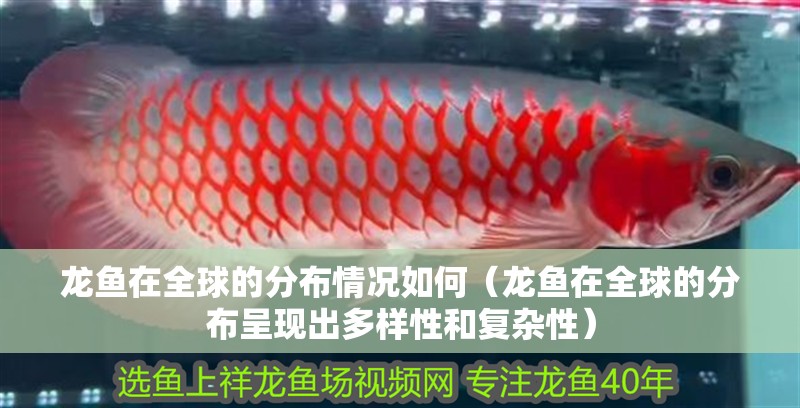 龍魚在全球的分布情況如何（龍魚在全球的分布呈現出多樣性和復雜性）