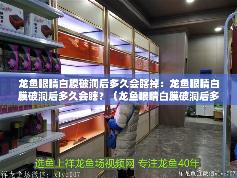 龍魚眼睛白膜破洞后多久會瞎掉：龍魚眼睛白膜破洞后多久會瞎？（龍魚眼睛白膜破洞后多久會瞎掉）