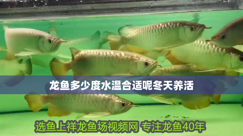 龍魚多少度水溫合適呢冬天養活