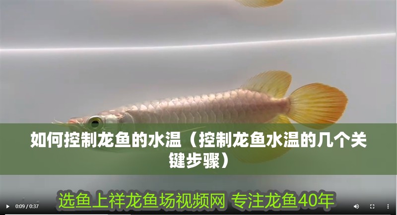 如何控制龍魚的水溫（控制龍魚水溫的幾個關鍵步驟）