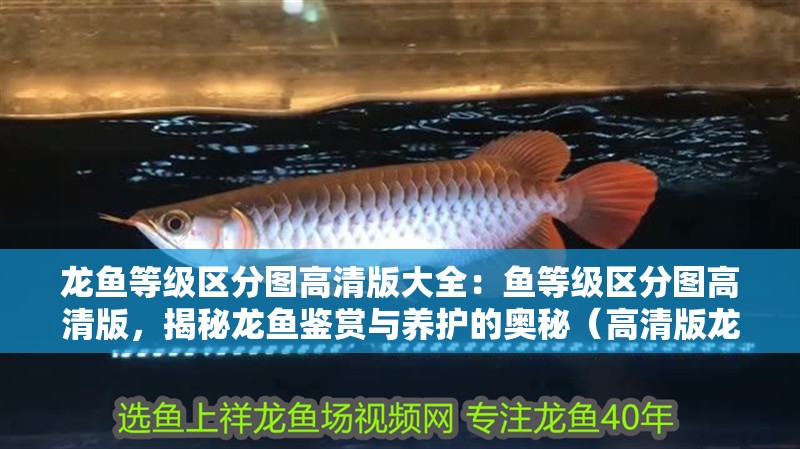 龍魚等級區(qū)分圖高清版大全：魚等級區(qū)分圖高清版，揭秘龍魚鑒賞與養(yǎng)護(hù)的奧秘（高清版龍魚等級區(qū)分圖）