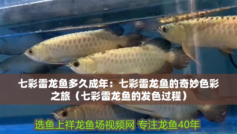 魚缸過濾器選購指南:自制魚缸過濾器魚缸上置過濾器對于養魚愛好者的必備知識 七彩雷龍魚多久成年:七彩雷龍魚的奇妙色彩之旅(七彩雷龍魚的發色過程) 水族問答 七彩雷龍魚多久成年:七彩雷龍魚的奇妙色彩之旅(七彩雷龍魚的發色過程) 七彩雷龍魚多久成年:七彩雷龍魚的奇妙色彩之旅(七彩雷龍魚的發色過程) 水族問答