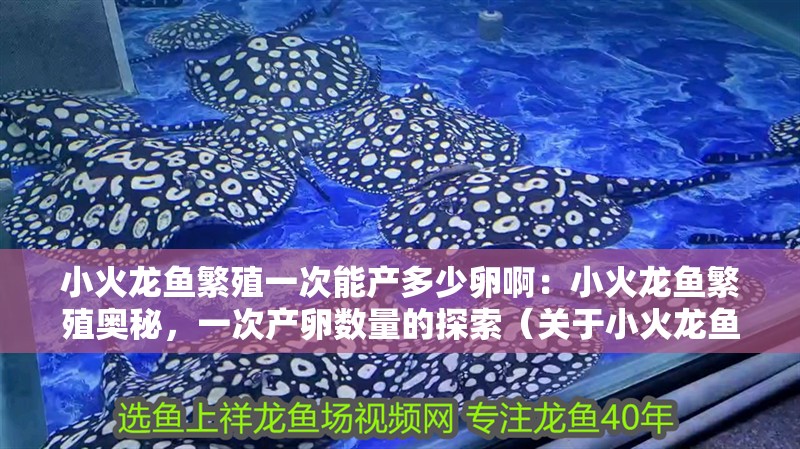 小火龍魚繁殖一次能產多少卵啊：小火龍魚繁殖奧秘，一次產卵數量的探索（關于小火龍魚的繁殖生物學）