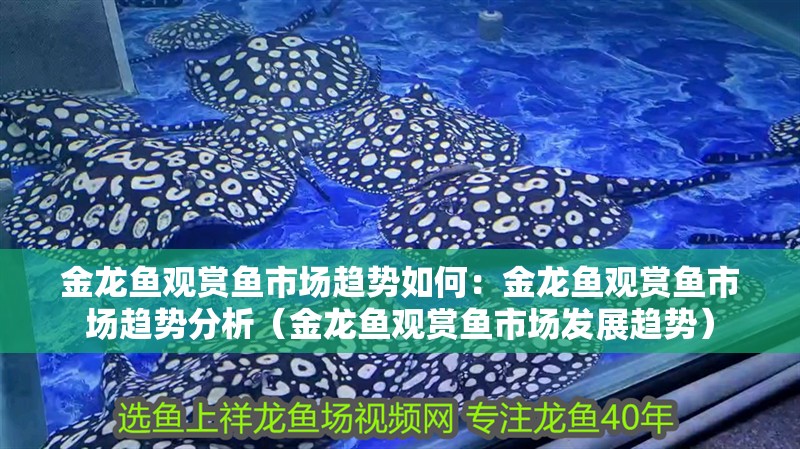 金龍魚觀賞魚市場趨勢如何：金龍魚觀賞魚市場趨勢分析（金龍魚觀賞魚市場發展趨勢）