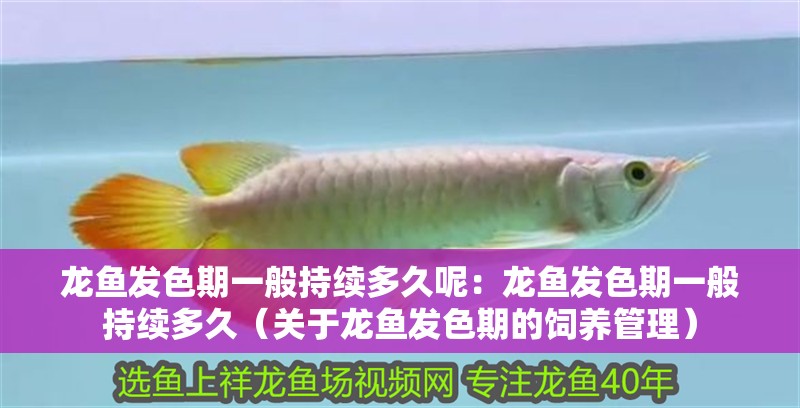 龍魚發(fā)色期一般持續(xù)多久呢：龍魚發(fā)色期一般持續(xù)多久（關(guān)于龍魚發(fā)色期的飼養(yǎng)管理）