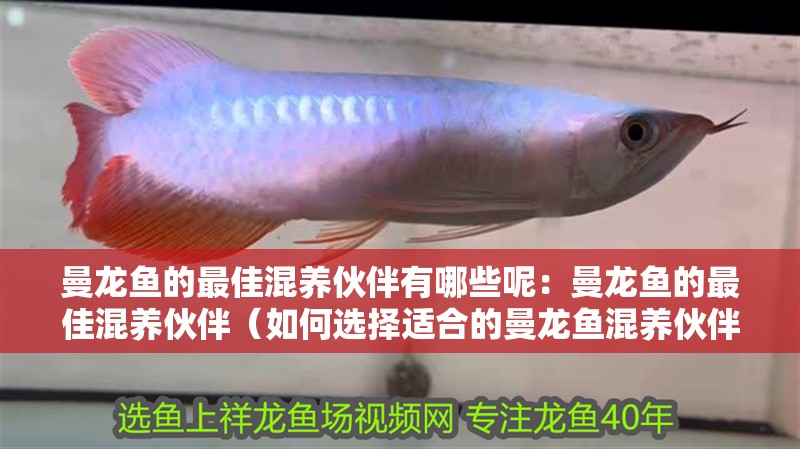 曼龍魚的最佳混養(yǎng)伙伴有哪些呢：曼龍魚的最佳混養(yǎng)伙伴（如何選擇適合的曼龍魚混養(yǎng)伙伴）