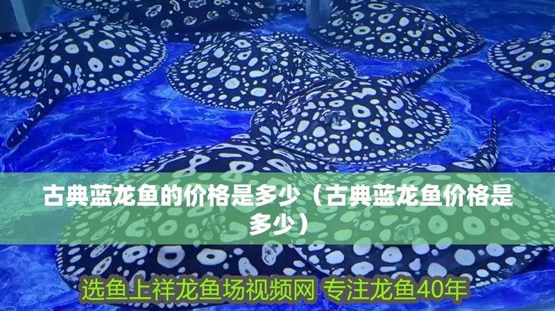 古典藍龍魚的價格是多少（古典藍龍魚價格是多少）