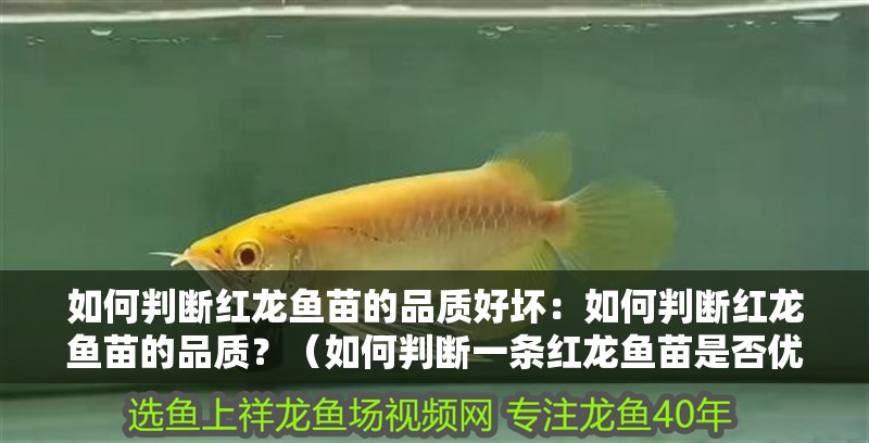 如何判斷紅龍魚苗的品質好壞：如何判斷紅龍魚苗的品質？（如何判斷一條紅龍魚苗是否優質）