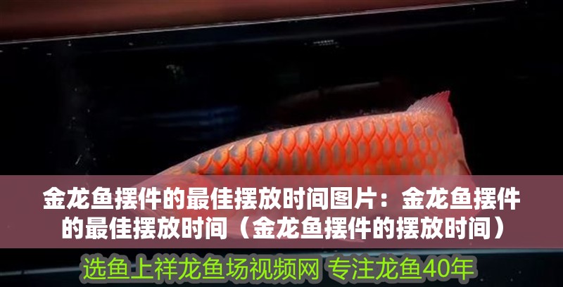 金龍魚擺件的最佳擺放時間圖片：金龍魚擺件的最佳擺放時間（金龍魚擺件的擺放時間）