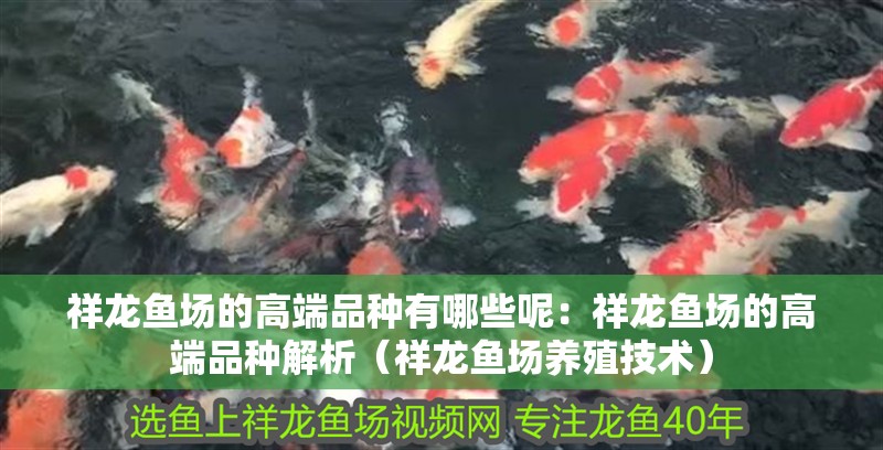 祥龍魚場的高端品種有哪些呢：祥龍魚場的高端品種解析（祥龍魚場養殖技術）