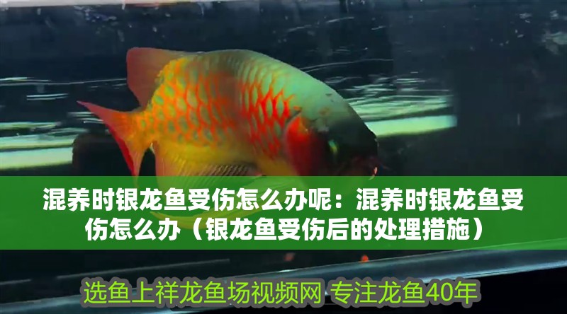 混養時銀龍魚受傷怎么辦呢：混養時銀龍魚受傷怎么辦（銀龍魚受傷后的處理措施）