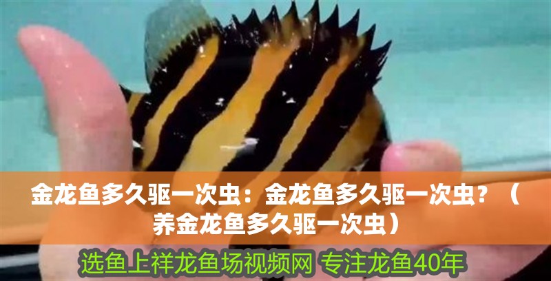 金龍魚多久驅(qū)一次蟲：金龍魚多久驅(qū)一次蟲？（養(yǎng)金龍魚多久驅(qū)一次蟲）