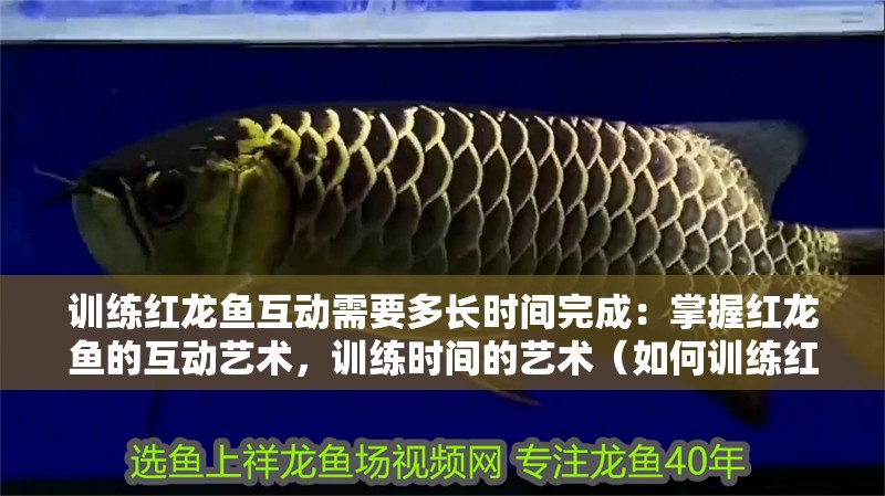 訓練紅龍魚互動需要多長時間完成：掌握紅龍魚的互動藝術，訓練時間的藝術（如何訓練紅龍魚的互動）