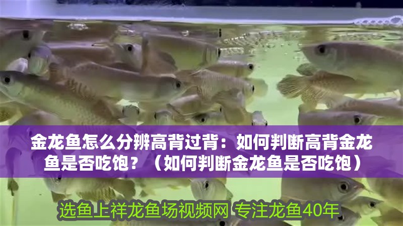 金龍魚怎么分辨高背過背：如何判斷高背金龍魚是否吃飽？（如何判斷金龍魚是否吃飽）