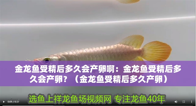 金龍魚受精后多久會(huì)產(chǎn)卵啊：金龍魚受精后多久會(huì)產(chǎn)卵？（金龍魚受精后多久產(chǎn)卵）