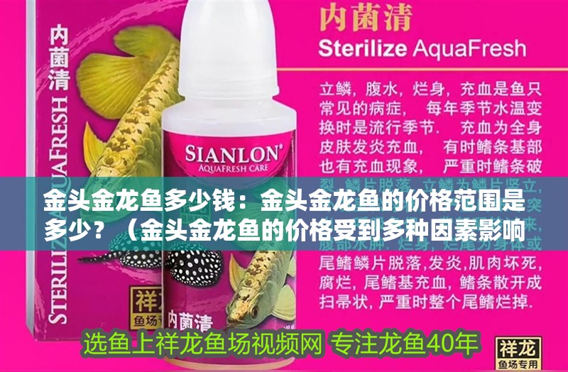 金頭金龍魚多少錢：金頭金龍魚的價格范圍是多少？（金頭金龍魚的價格受到多種因素影響價格的影響是多少）
