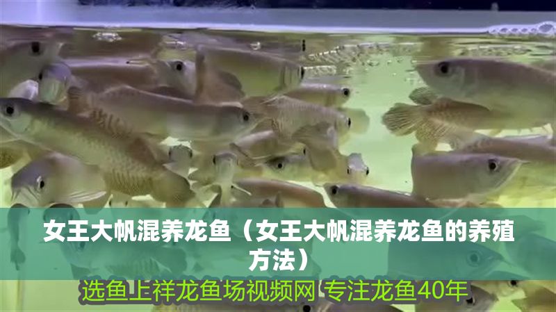 女王大帆混養(yǎng)龍魚（女王大帆混養(yǎng)龍魚的養(yǎng)殖方法）