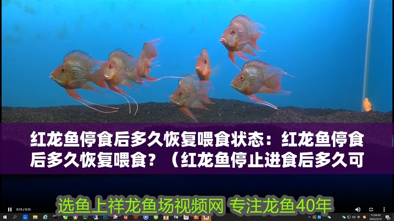 紅龍魚停食后多久恢復(fù)喂食狀態(tài)：紅龍魚停食后多久恢復(fù)喂食？（紅龍魚停止進(jìn)食后多久可以恢復(fù)喂食）