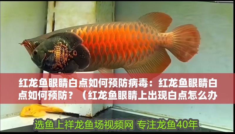 紅龍魚(yú)眼睛白點(diǎn)如何預(yù)防病毒：紅龍魚(yú)眼睛白點(diǎn)如何預(yù)防？（紅龍魚(yú)眼睛上出現(xiàn)白點(diǎn)怎么辦）