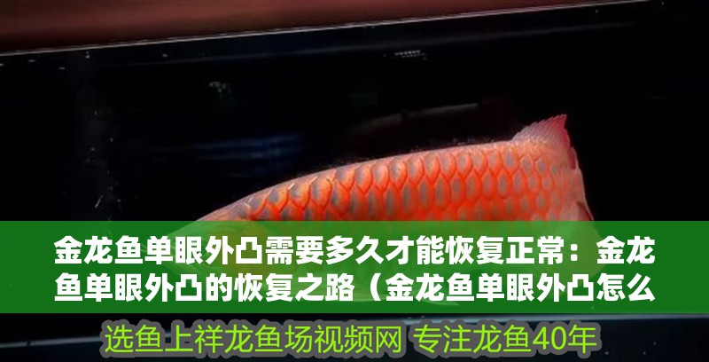 金龍魚單眼外凸需要多久才能恢復(fù)正常：金龍魚單眼外凸的恢復(fù)之路（金龍魚單眼外凸怎么辦）