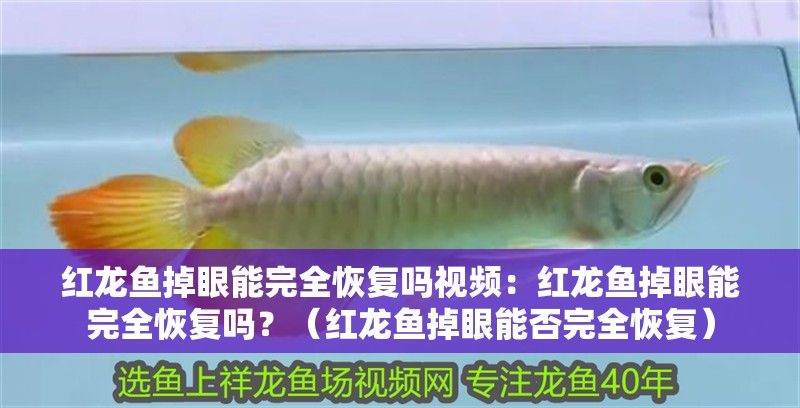 紅龍魚掉眼能完全恢復嗎視頻：紅龍魚掉眼能完全恢復嗎？（紅龍魚掉眼能否完全恢復）