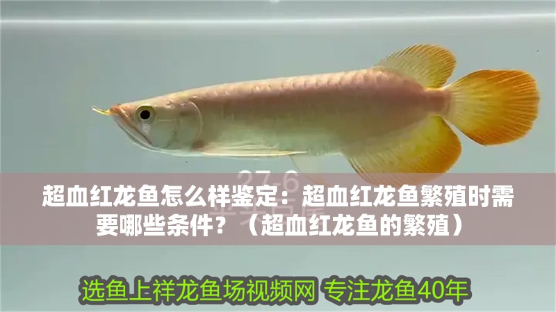 超血紅龍魚怎么樣鑒定：超血紅龍魚繁殖時需要哪些條件？（超血紅龍魚的繁殖）