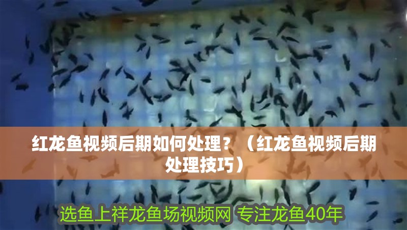 紅龍魚視頻后期如何處理？（紅龍魚視頻后期處理技巧）