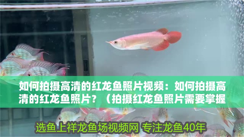如何拍攝高清的紅龍魚照片視頻：如何拍攝高清的紅龍魚照片？（拍攝紅龍魚照片需要掌握一些技巧和設備選擇合適的相機）