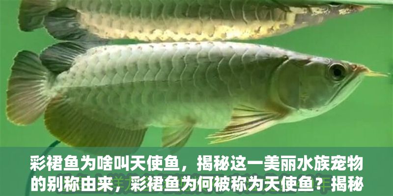 彩裙魚為啥叫天使魚，揭秘這一美麗水族寵物的別稱由來，彩裙魚為何被稱為天使魚？揭秘這一水族寵物的別稱由來