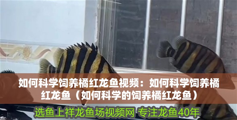 如何科學飼養橘紅龍魚視頻：如何科學飼養橘紅龍魚（如何科學的飼養橘紅龍魚）
