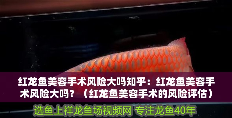 紅龍魚美容手術風險大嗎知乎：紅龍魚美容手術風險大嗎？（紅龍魚美容手術的風險評估）