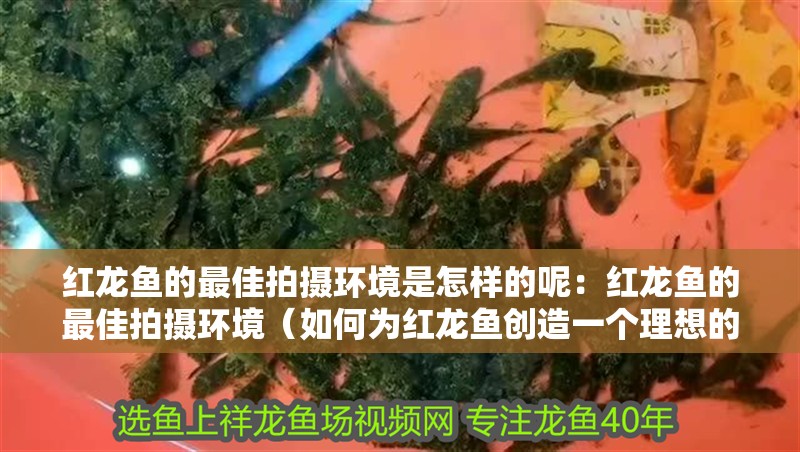 紅龍魚的最佳拍攝環(huán)境是怎樣的呢：紅龍魚的最佳拍攝環(huán)境（如何為紅龍魚創(chuàng)造一個理想的拍攝環(huán)境）