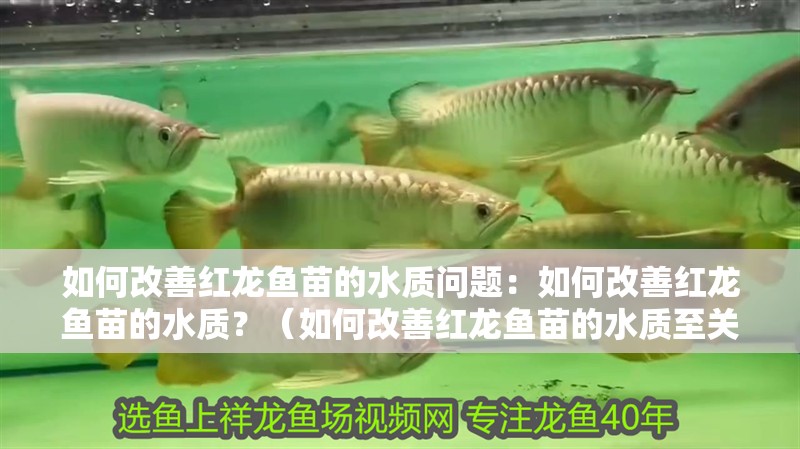 如何改善紅龍魚苗的水質問題：如何改善紅龍魚苗的水質？（如何改善紅龍魚苗的水質至關重要因素改善紅龍魚苗健康）